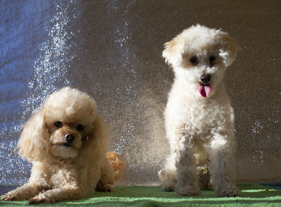 Lenny & Rufus